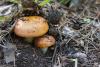 russula-aurea_01_t1.jpg