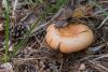 russula-decolorans_01_t1.jpg