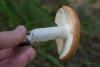 russula-decolorans_02_t1.jpg