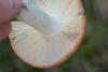 russula-decolorans_03_t1.jpg