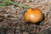 russula-decolorans_04_t1.jpg