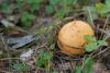 russula-decolorans_05_t1.jpg