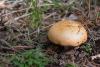 russula-decolorans_06_t1.jpg