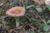 russula-decolorans_07_t1.jpg