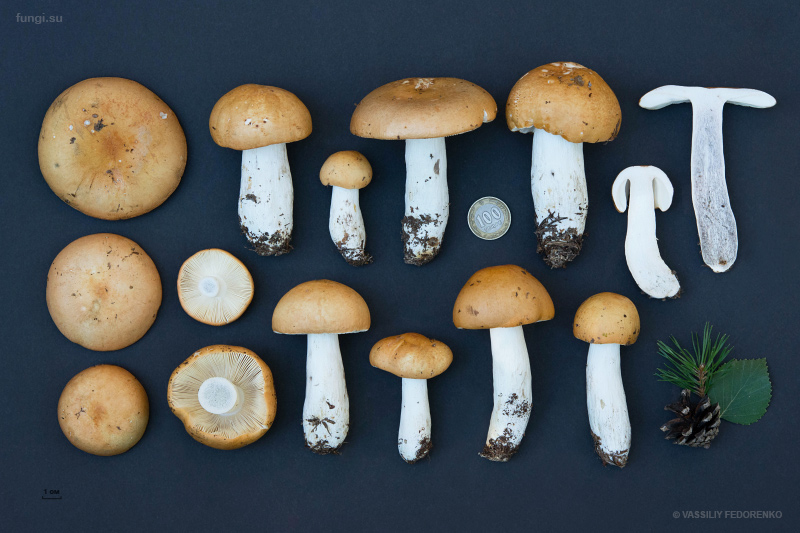russula-decolorans_08.jpg