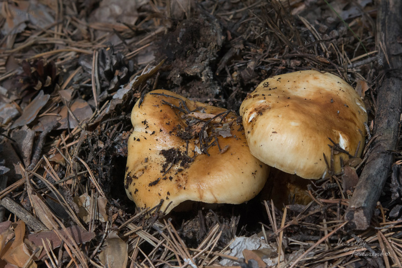 russula-subfoetens_01.jpg