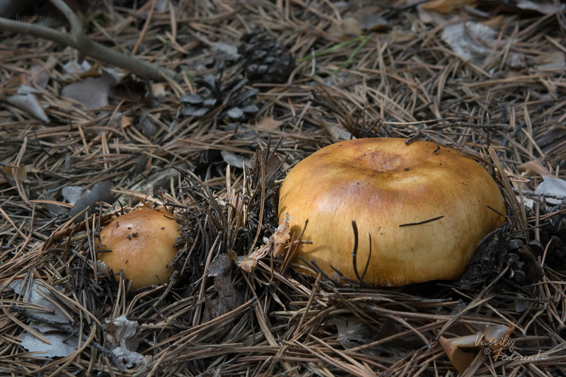 russula-subfoetens_02.jpg