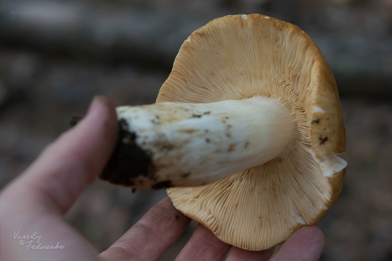 russula-subfoetens_03.jpg