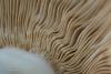 russula-subfoetens_04_t1.jpg