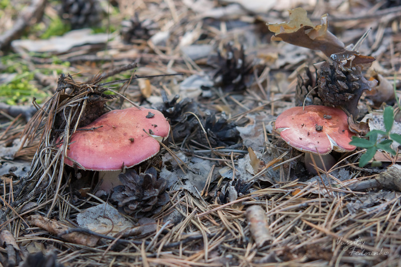 russula_01.jpg