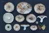 russula_01_t1_1.jpg