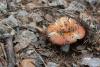 russula_01_t1_2.jpg
