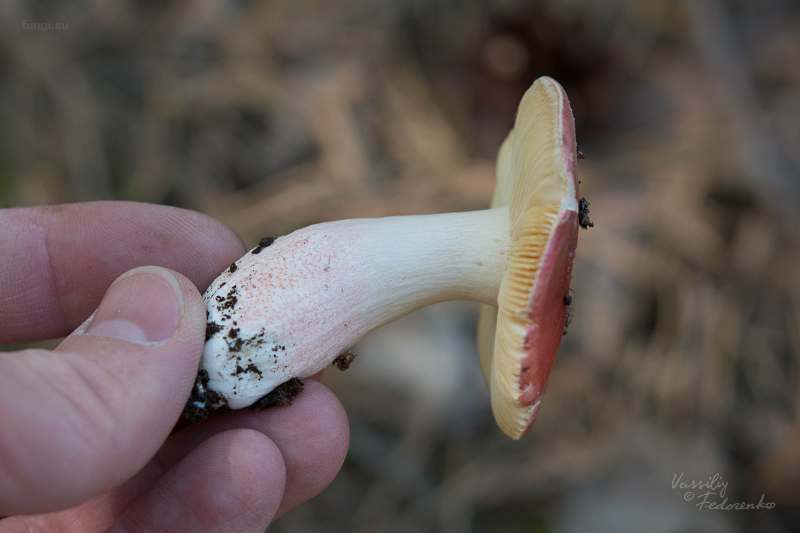 russula_02.jpg