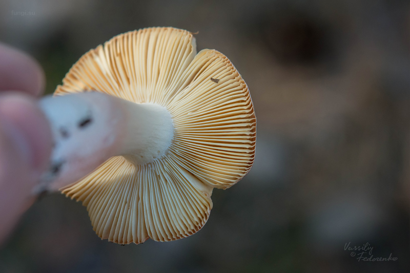 russula_03.jpg