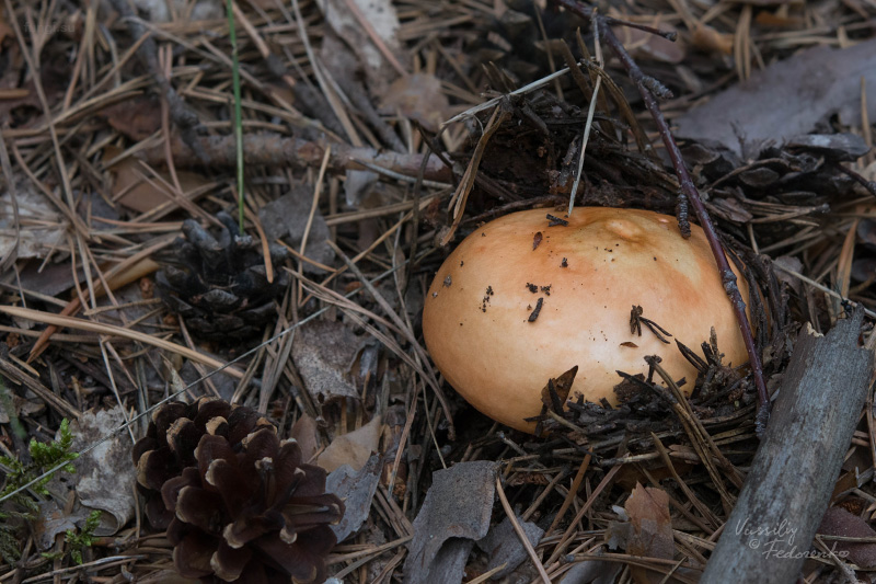 russula_03_1.jpg