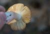 russula_03_t1.jpg