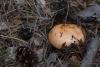 russula_03_t1_1.jpg