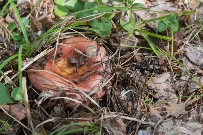 russula_04.jpg