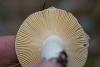 russula_04_t1_2.jpg