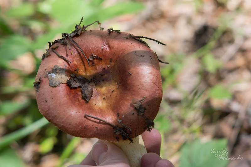 russula_05.jpg