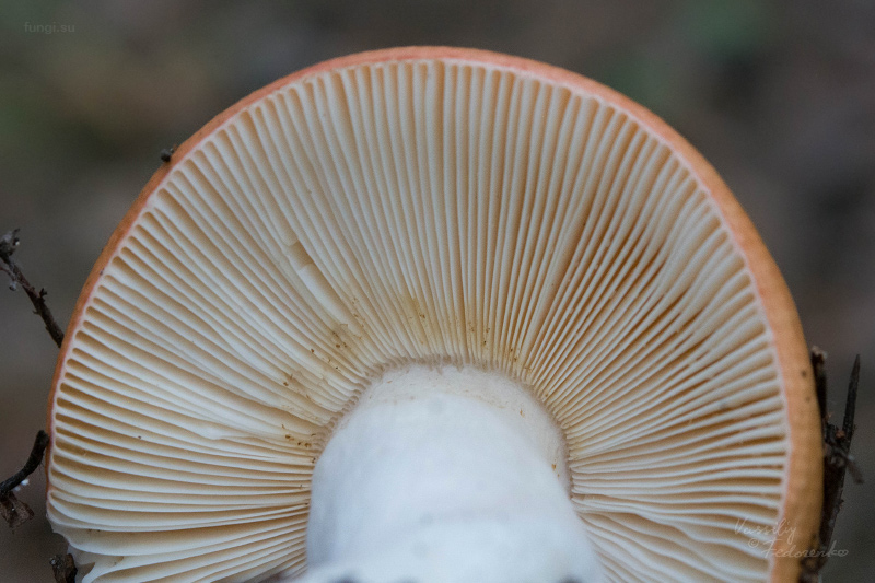 russula_05_1.jpg