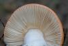 russula_05_t1_1.jpg