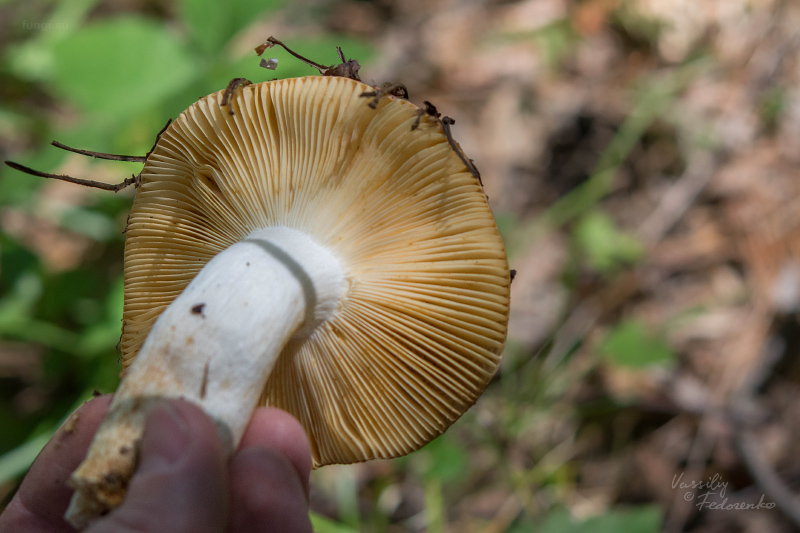 russula_06.jpg