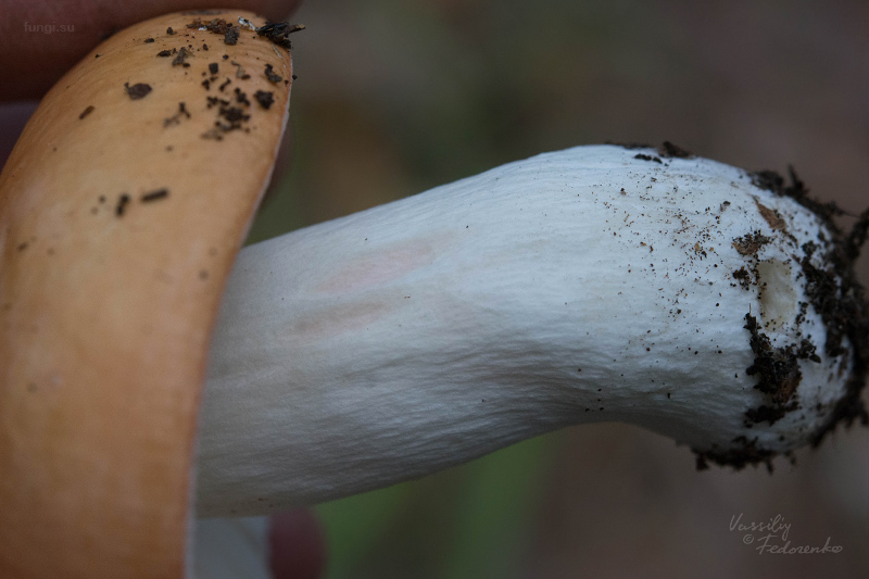 russula_06_1.jpg