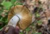 russula_06_t1.jpg