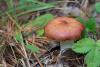 russula_06_t1_2.jpg