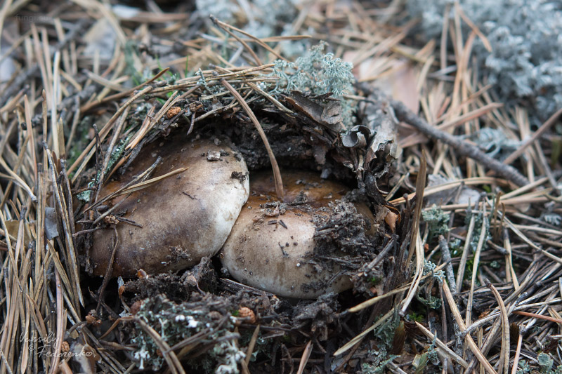 russula_07_1.jpg