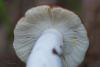 russula_07_t1_2.jpg