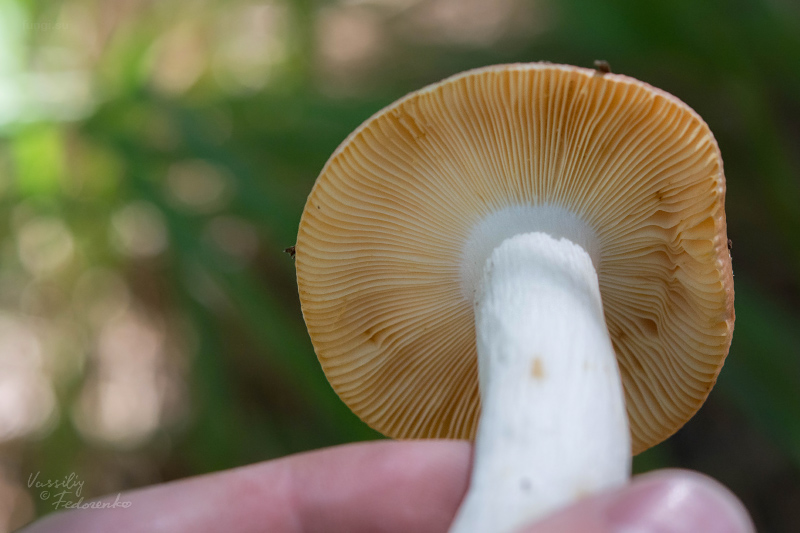 russula_08.jpg