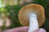 russula_08_t1.jpg