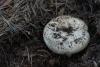 russula_08_t1_1.jpg