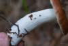 russula_08_t1_2.jpg