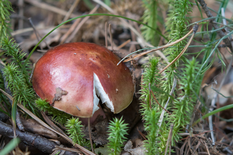 russula_09.jpg