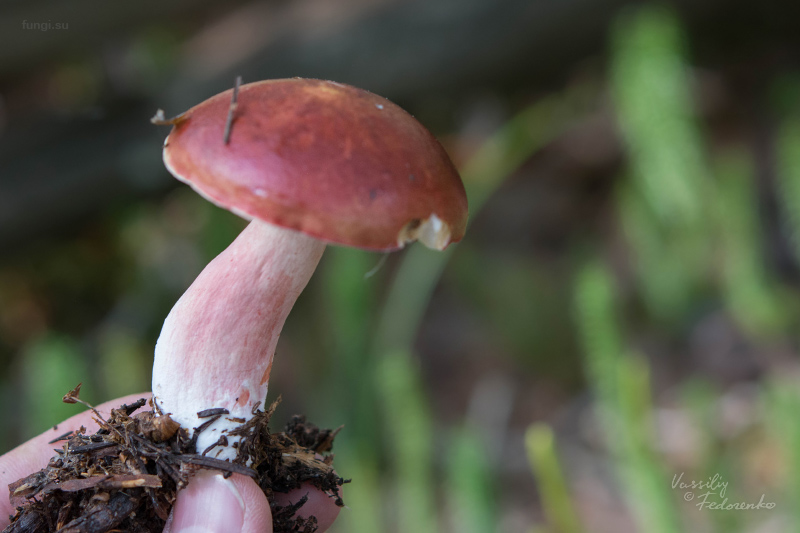 russula_10.jpg