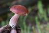 russula_10_t1.jpg