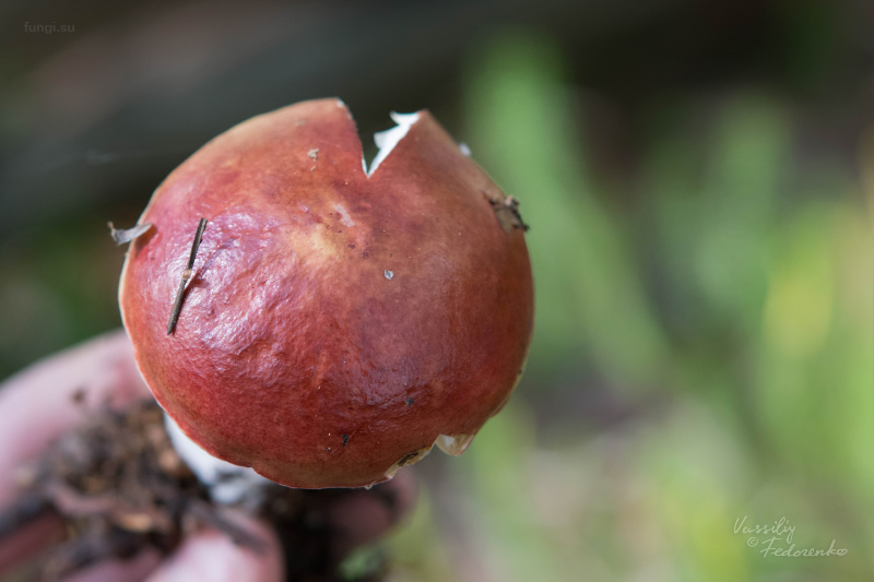 russula_11.jpg