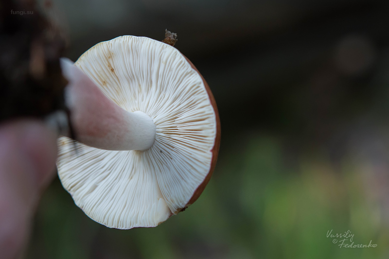 russula_12.jpg