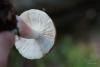 russula_12_t1.jpg