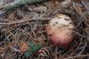 russula_12_t1_1.jpg