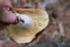 russula_13_t1.jpg