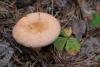 russula_14_t1.jpg
