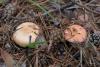 russula_15_t1.jpg