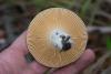 russula_16_t1.jpg