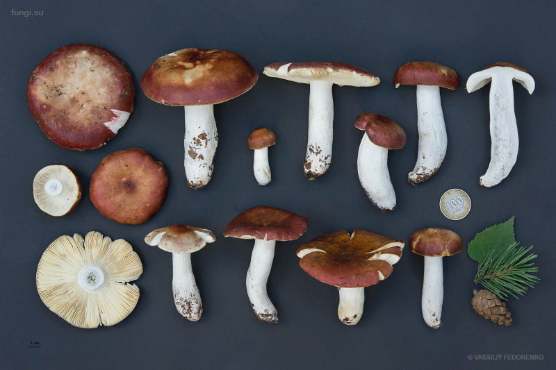 russula_19.jpg