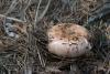 russula_medullata_01_t1.jpg