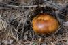 russula_subfoetens_03_t1.jpg